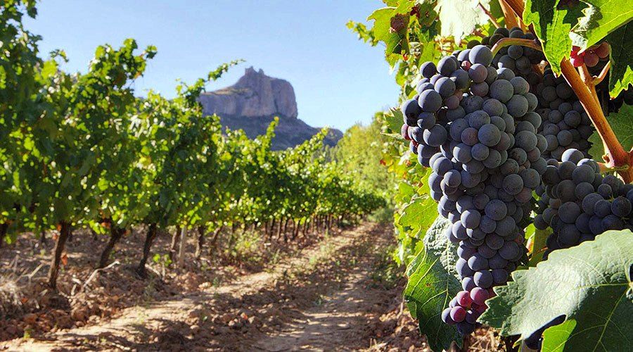 Виноградник на острове Тенерифе (Канарские острова, Испания)