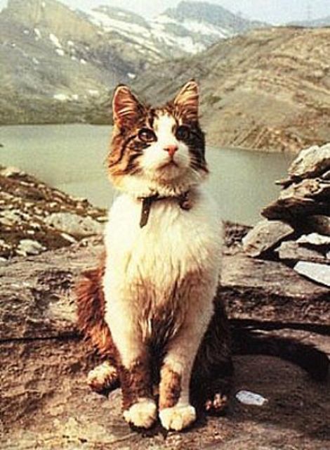 История кота Томбы: как пушистый альпинист работал 