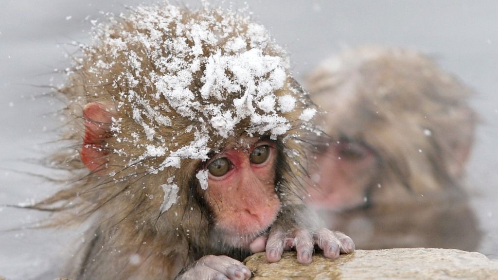 Снежные обезьяны в парке Jigokudani Yaen-koen, Япония