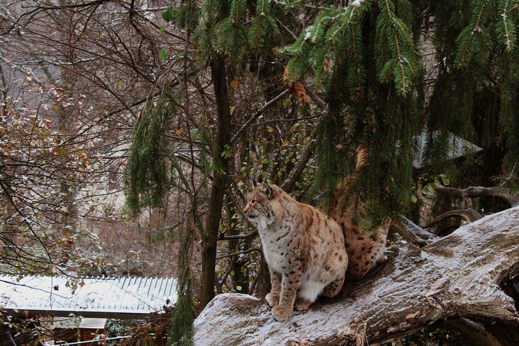 Отдельная статья в Тироле – альпийские зоопарки
