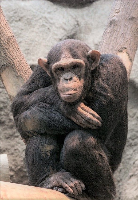 Шимпанзе Яша в зоопарке Ижевска