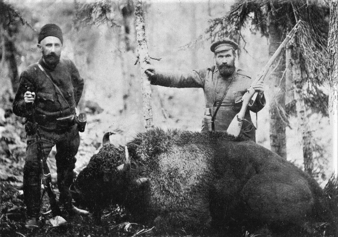 Убитый на охоте зубр. Фото конца XIX в. 