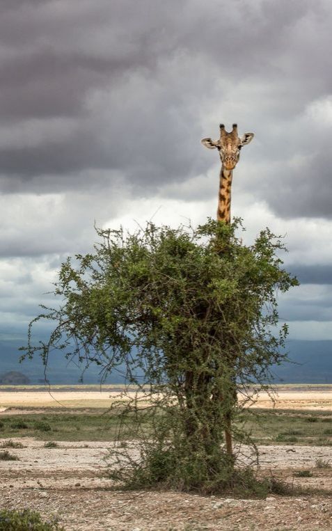 Спрятавшийся жираф. Фото: ©Natalia Mroz
