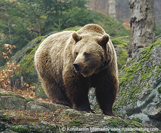 80-горец из Кабардино-Балкарии дал сдачи медведю
