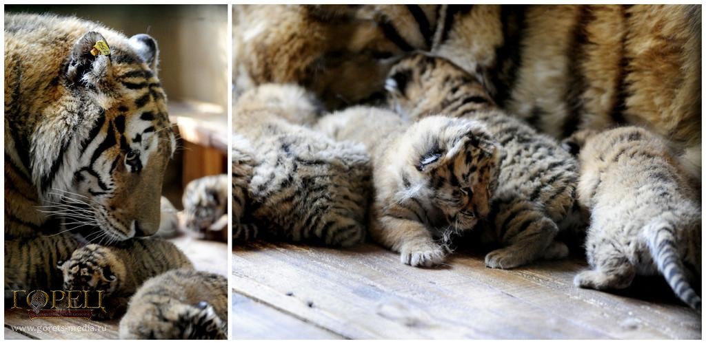 24-В Китае на свет появились сразу пять амурских тигрят