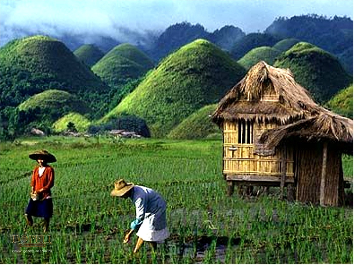 Шоколадные холмы острова Бохоль на Филиппинах – одно из семи природных чудес Азии 