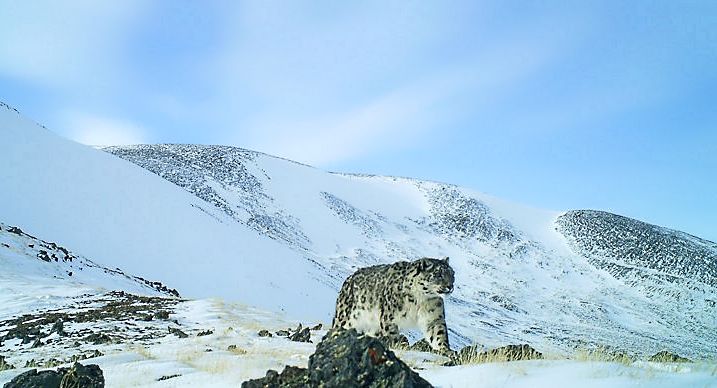 Редкие снимки снежного барса удалось сделать в горах Алтая 