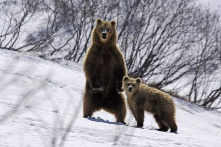 В связи с обнаруженными на склонах горы медведями, на Сахалине на несколько дней были закрыты три трассы спортивно-туристического комплекса «Горный воздух»