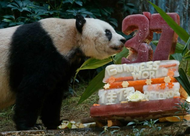 В Гонконге отпраздновали 37-летие старейшей панды по имени Цзя Цзя.