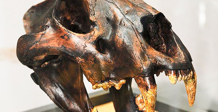 На Урале нашли останки гигантского льва, жившего 30 тысяч лет назад