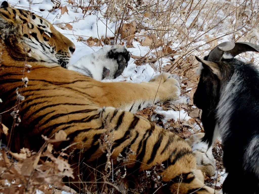 Козел Тимур в Приморье ест и спит только рядом с тигром Амуром