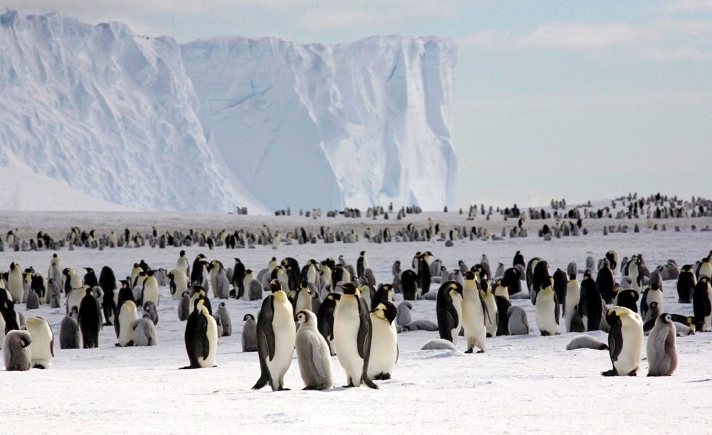 Стая императорских пингвинов на острове Адели, Антарктида