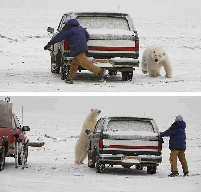 27 февраля в мире отмечается Международный день полярного медведя (International Polar Bear Day), в русском варианте – это День белого медведя