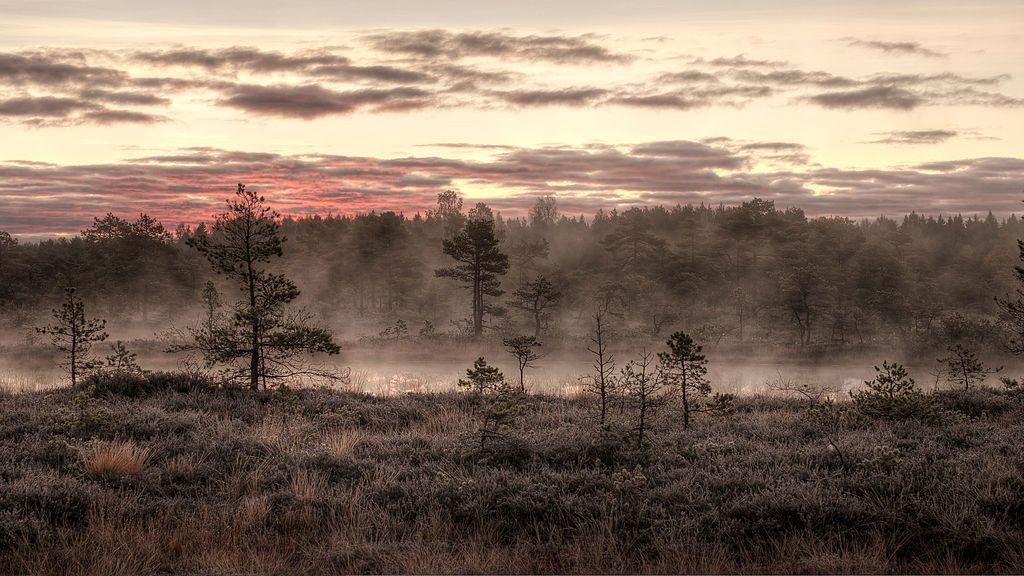 Третье место занял вид на болото Мукри в октябрьском утреннем тумане. Эстония 
