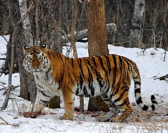 В Приморском крае начали считать амурских тигров и дальневосточных леопардов