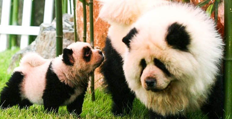 В итальянском цирке зарабатывали деньги  на собаках чау-чау, выдаваемых за панд