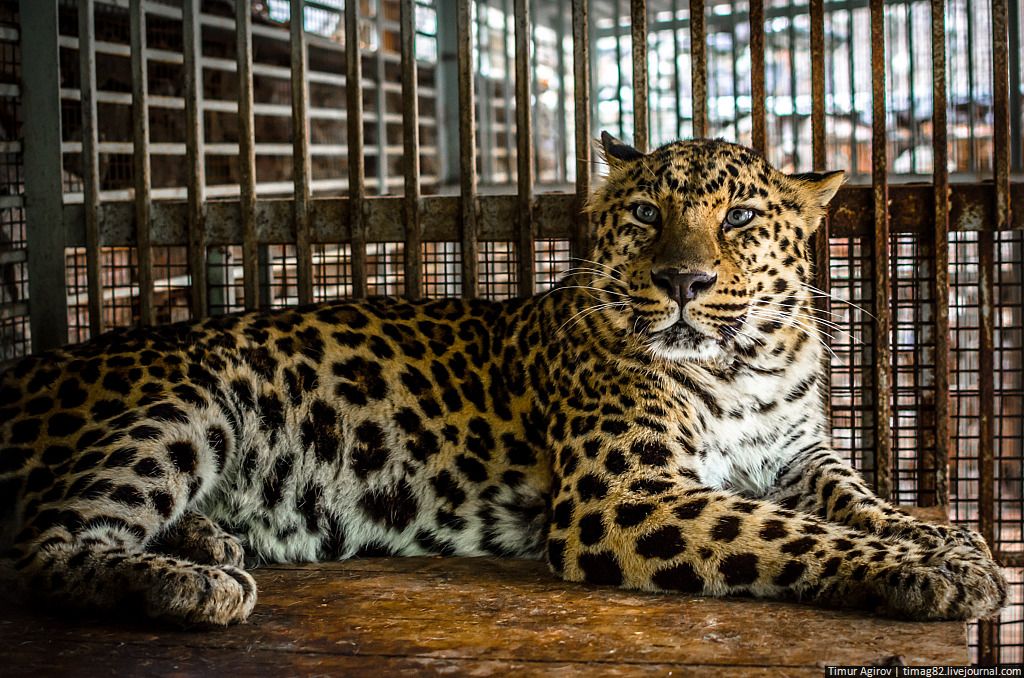 Леопард в Куртатинском ущелье. Фото - Тимура Агирова