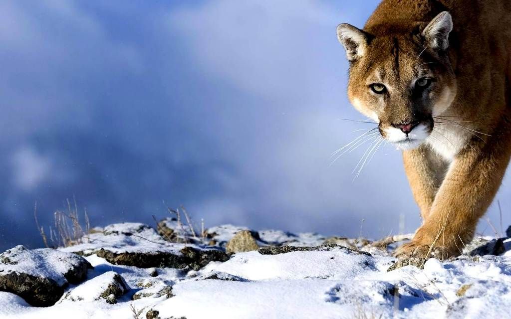 Пума, или горный лев, кугуар — хищник из семейства кошачьих. Обитает в Северной и Южной Америке