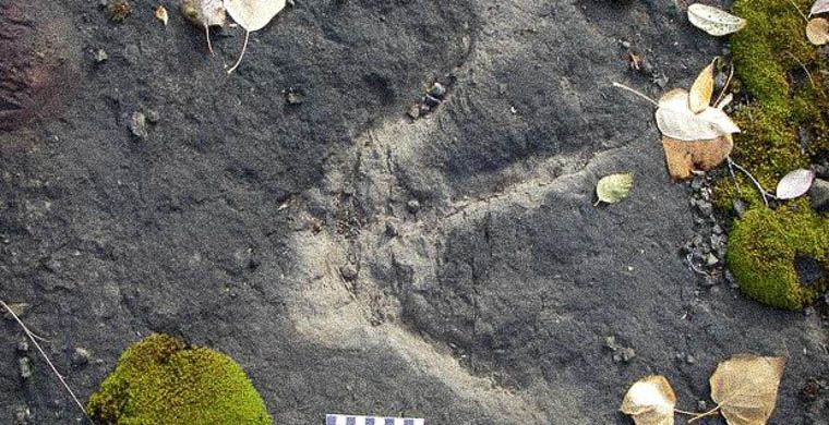 Тропа динозавров, которой более 100 млн, лет найдена в Канаде