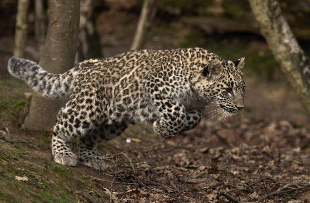В Сочи из Парижа привезут леопарда (барса) для выпуска в природу. © Daniel Manganellii