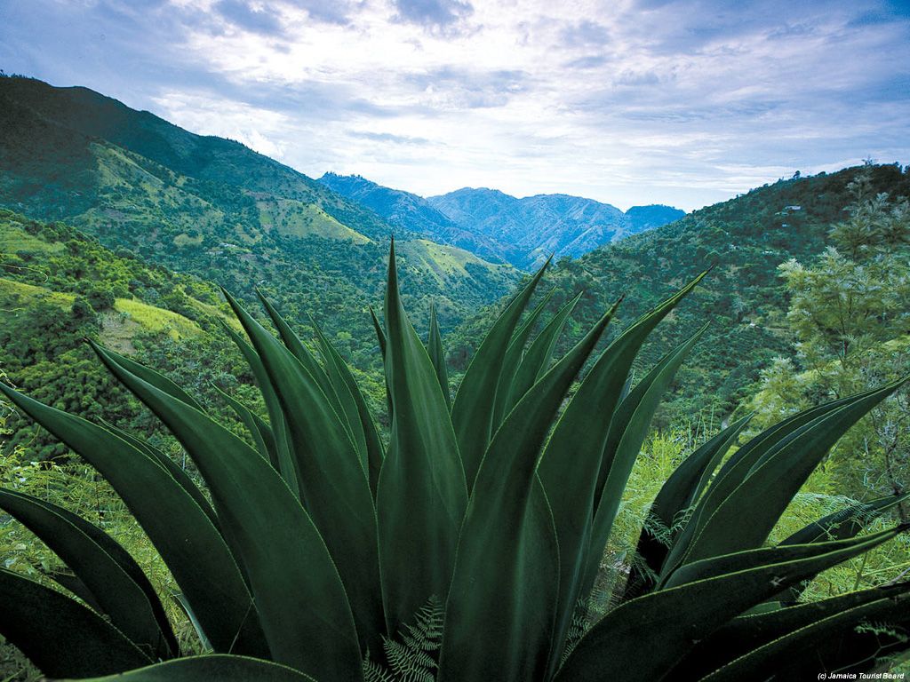 Горы Ямайки признаны объектами всемирного наследия ЮНЕСКО