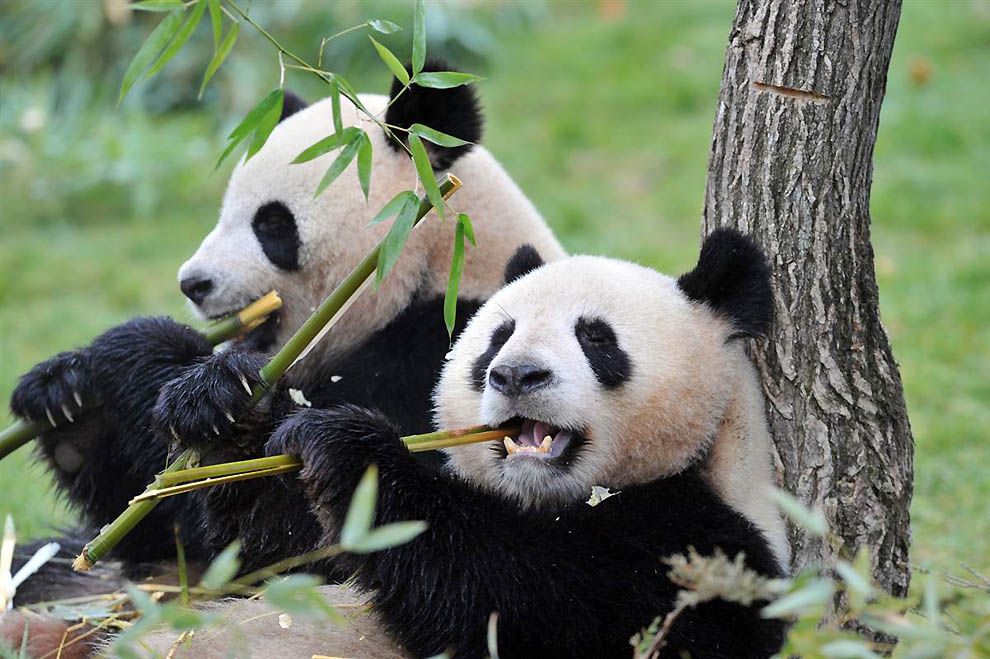 питание панды