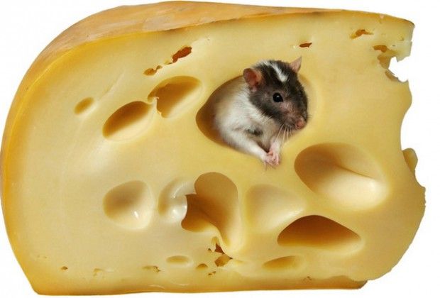 Кто наделал дырки в швейцарском сыре? Ответ нашли почти через столетие