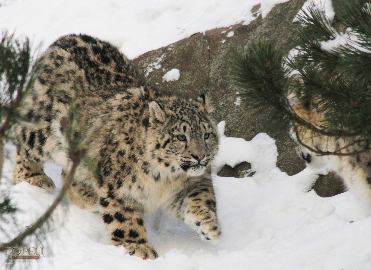 Самка снежного барса с двумя котятами наследила в горах Алтая