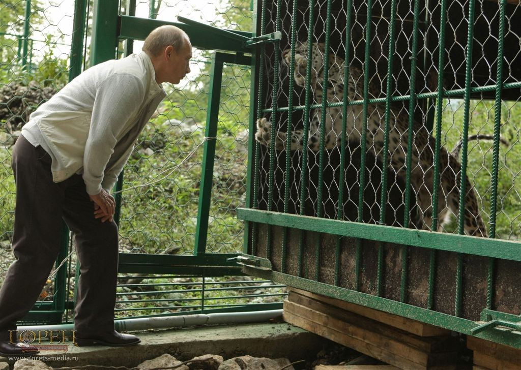 Владимир Путин в сочинском Центре Центре разведения и реабилитации переднеазиатского леопарда