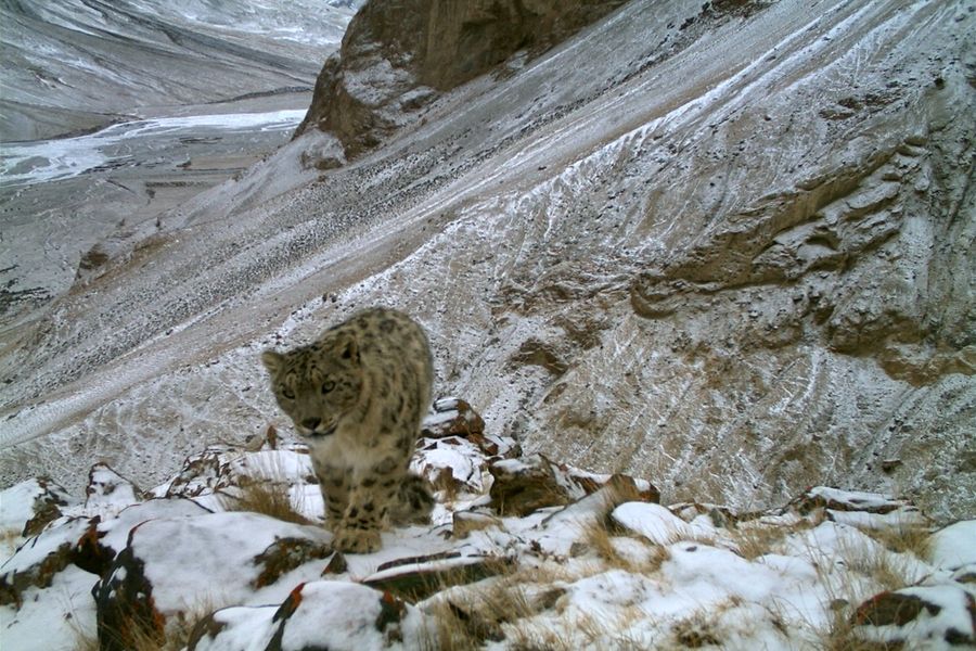 Снежных барсов впервые за 10 лет обнаружили в горах Тянь-Шаня в Китае