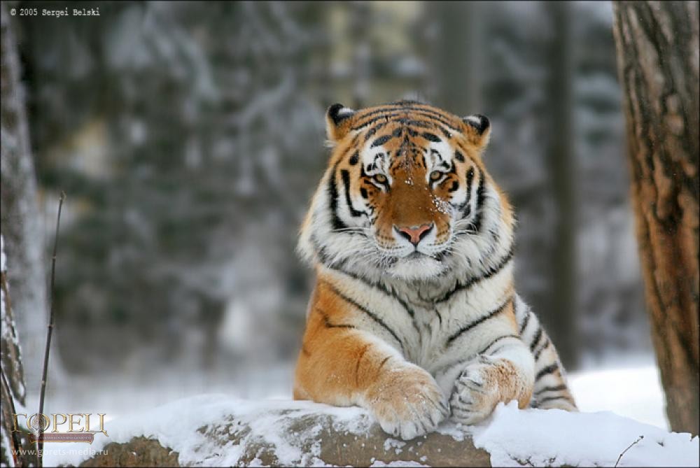Амурский тигр. Фото Сергея Бельского