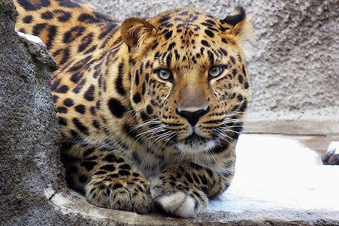 Дальневосточный леопард по кличке Мизер появился в Московском зоопарке