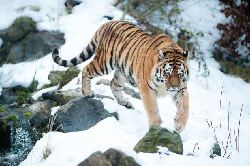 Амурские тигры осваивают новые территории в Хабаровском крае