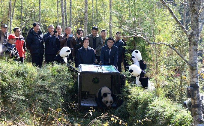 В Китае в пятый раз в дикую природу выпустили большую панду
