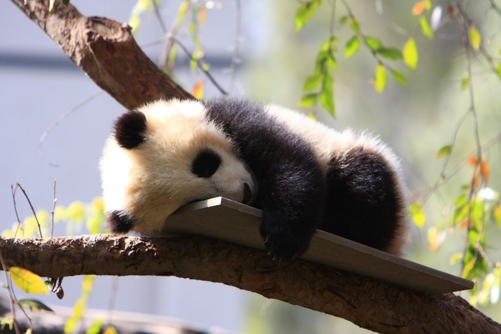 Зоологи в Вашингтоне сняли, как малыш панды делает первые шаги 