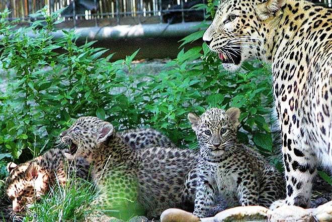 В сочинском Центре разведения и реабилитации переднеазиатского леопарда