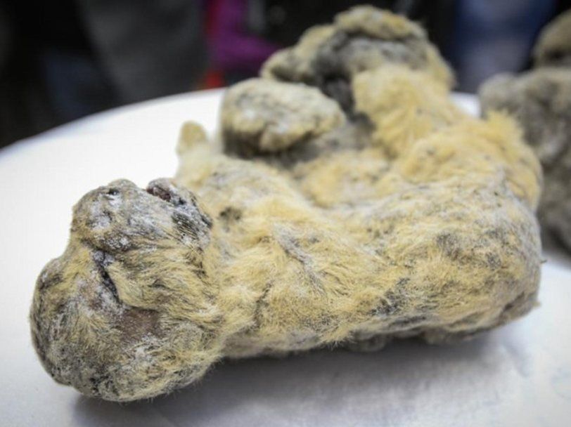 Ученые показали найденных в Якутии пещерных львят