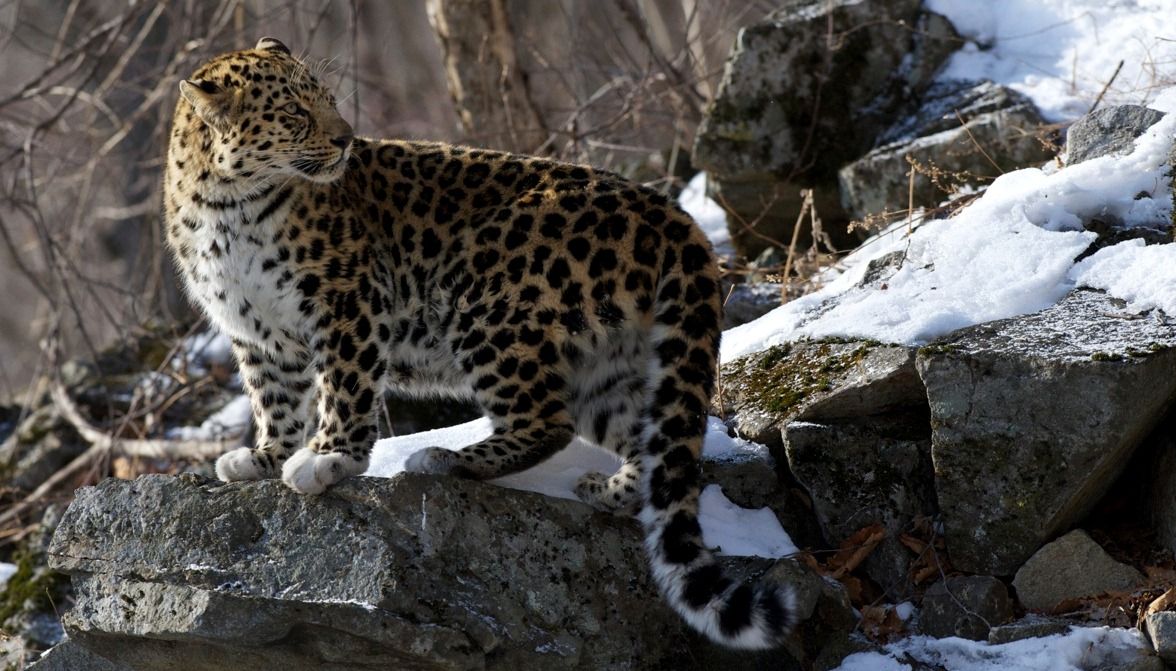 Дальневосточный леопард, или амурский леопард, или амурский барс -  самый редкий из подвидов леопарда