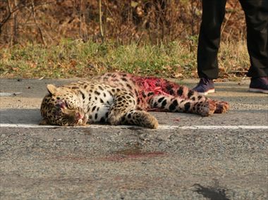 Редчайшего дальневосточного леопарда сбила машина в Приморье
