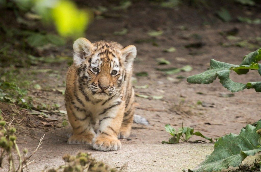 Полицейские спасли амурского тигренка в Нижневартовске