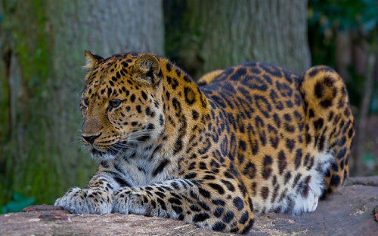 Дальневосточный леопард, или амурский леопард, или амурский барс - самый редкий в мире хищник из семейства кошачьих