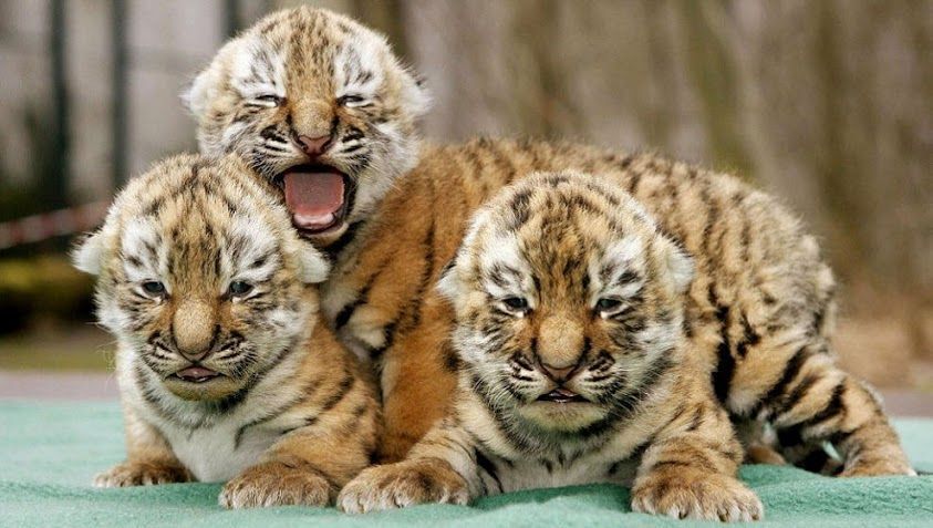 Дворняга стала приемной мамой для тигрят в Сочи