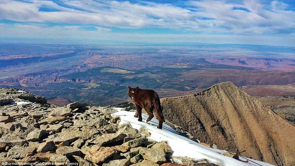 Кот-альпинист из Орегона покоряет Instagram