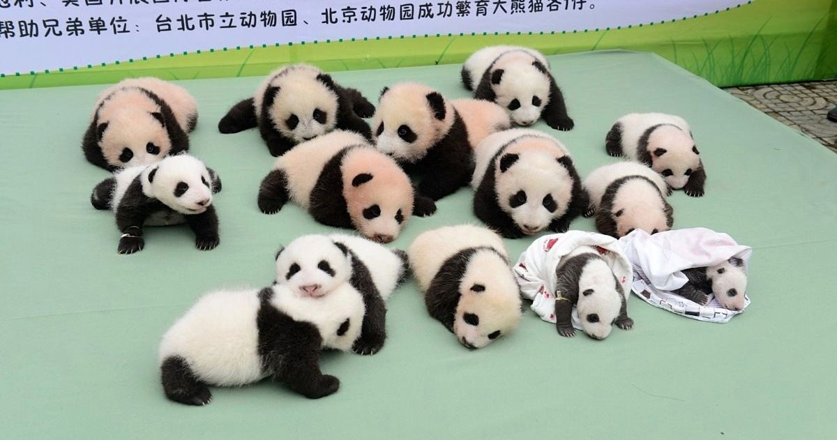 Сразу 13 детёнышей большой панды появились на публике в Китае