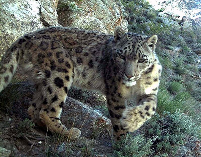 Ирбис, или снежный барс, или снежный леопард – крупный хищник из семейства кошачьих, обитает в горных массивах Центральной Азии