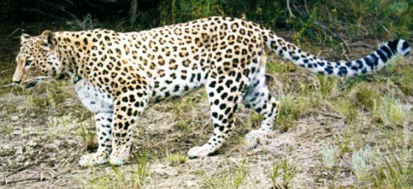 Возвращение леопарда. В горах Северной Осетии замечен редчайший краснокнижный зверь 