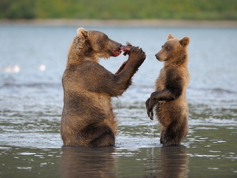 На Камчатке продолжаются съемки самого достоверного фильма о жизни бурых медведей