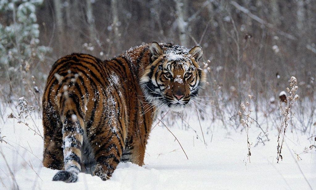 Амурский тигр (или дальневосточный, или уссурийский тигр, Panthera tigris altaica) – один из самых редких хищников планеты