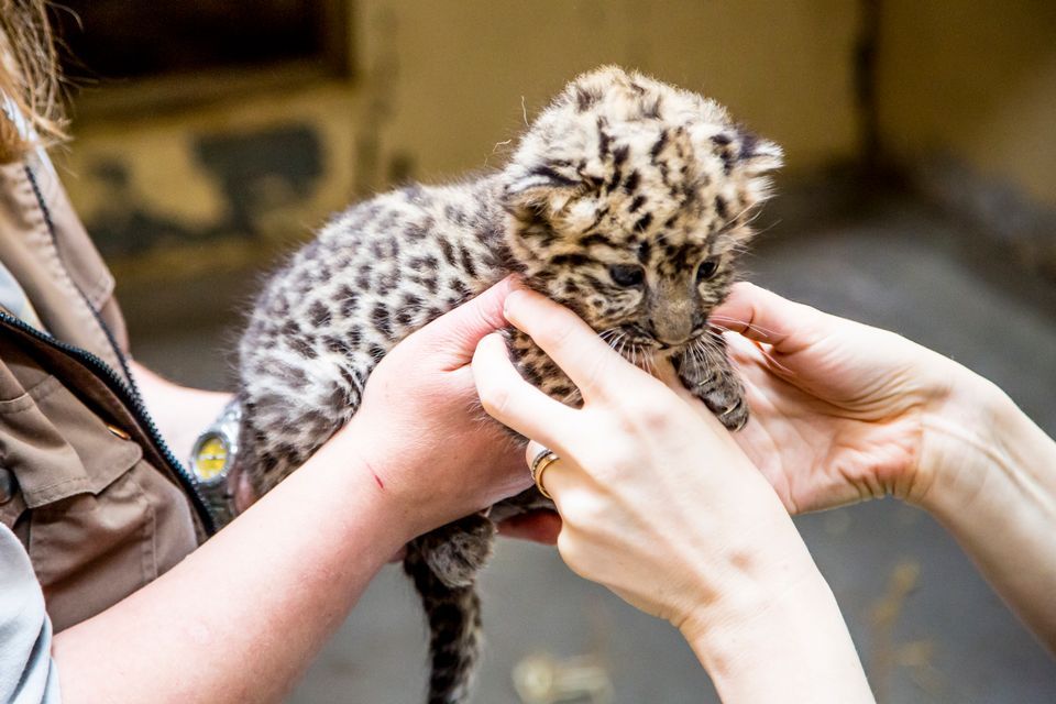 Самка амурского леопарда в середине мая родила своего первого детеныша. Фото: Korkeasaari/Carina Wilenius