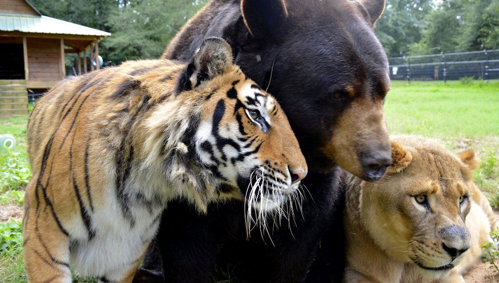 Великолепное трио. Лев, тигр и медведь отметили 15-летие дружбы 